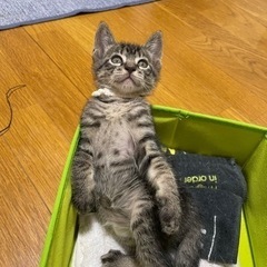 元気いっぱいな子猫たち！ - 里親募集