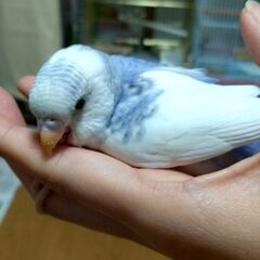 セキセイインコ４羽里親募集