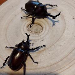 カブトムシ　ペアの画像