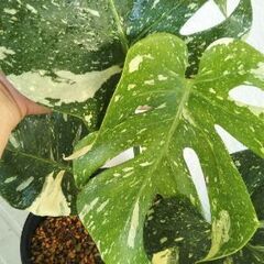 モンステラ デリシオーサ デビル モンスター LAST 株！💚🪴 Monstera Deliciosa 'Devil Monster' モンステラ デビル