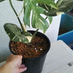 モンステラ・デリシオーサ　斑入り 引き取り限定‼️ 斑入りモンステラデリシオーサイエローモンスター