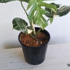 斑入りモンステラデリシオーサイエローモンスター