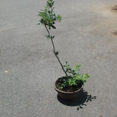 お取引完了　　老爺柿苗木　　植木鉢付き