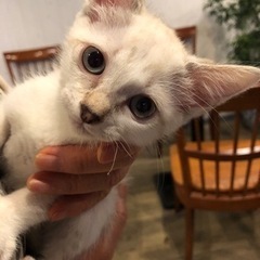 シャム系の美猫🐱再投稿になります。