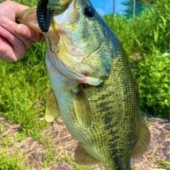 バス釣りやりましょう！