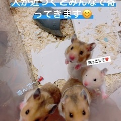 可愛いハムスター🐹あと2匹🌈