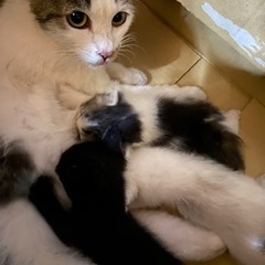 0歳2ヶ月の子猫　里親になっていただける方探しております