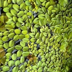水草