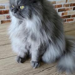 長毛エキゾチックショートヘア♀️ 優しい里親募集✨