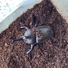 【教えて＆昆友】カブトムシ、クワガタの飼育方法など。
