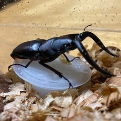 【生駒産】天然 ノコギリクワガタ 郵送取引も可能