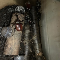 カブトムシ　販売　の画像