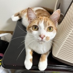 里親探してます。