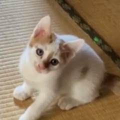 約3ヶ月の子猫の里親募集