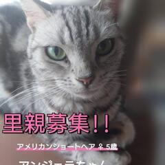 【別サイトへ🙇‍♀️】美猫ﾁｬﾝ😍アメショー🐈✨アンジェラちゃん💕