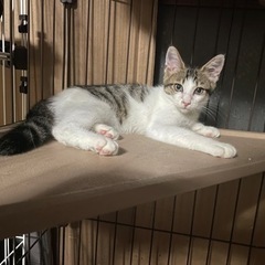 里親募集中です③