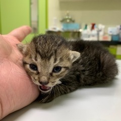 オスの子猫の里親募集します