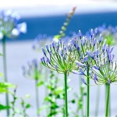 16日、17日どちらか遊びませんか🌟
