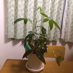 観葉植物