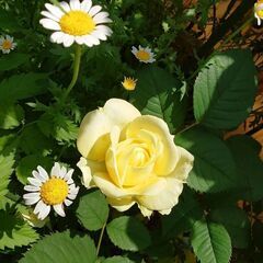 【訪問１名後１９日締切】薔薇苗複数他19点本八幡市川駅か家まで来れる方