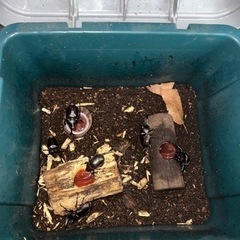 国産　カブトムシ　オス　メスの画像
