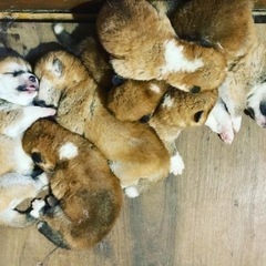 秋田犬専門犬舎浜大将