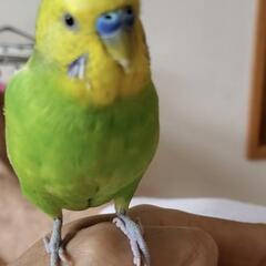 セキセイインコを探しています