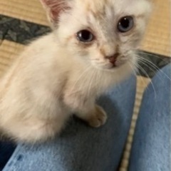 子猫2匹(メスとオス)の里親さん募集中