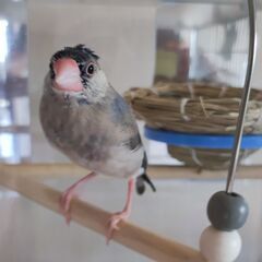 現在交渉中　手乗り　桜文鳥　里親募集