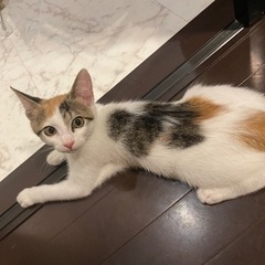 子猫ちゃんの里親様になってください