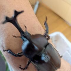 カブトムシ売りまぁーす🎶