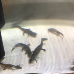イベリアトゲイモリ差し上げます。残9匹の画像