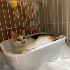 愛情たっぷりの気長に待っていただけるお家募集します! - 福島市