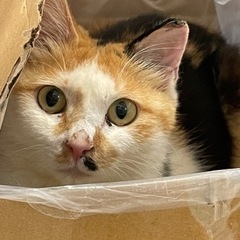 愛情たっぷりの気長に待っていただけるお家募集します!の画像