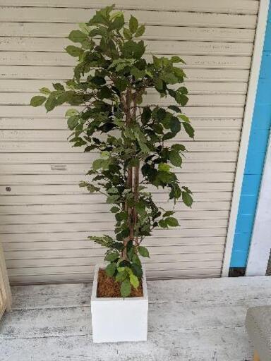 観葉植物フェイク