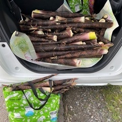 真竹です。の画像
