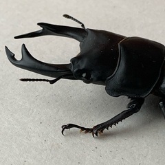 オオクワガタ  オス80ミリ、メス53ミリの販売