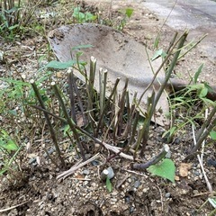 引取決定しました　ヘリアンサスの根っこ