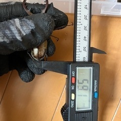 天然ミヤマクワガタ59.1　ペア　