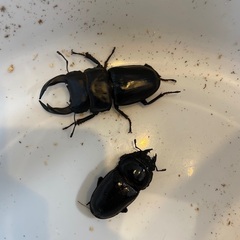 阿古谷オオクワガタペア