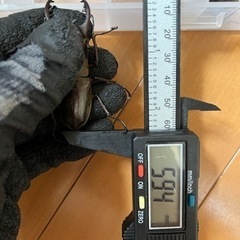 県内採取　ミヤマクワガタ59.4　ペア　