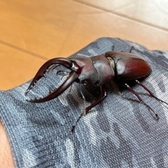 県内採取　ノコギリクワガタ62.3　ペアの画像