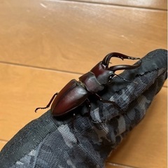県内採取　ノコギリクワガタ62.3　ペア