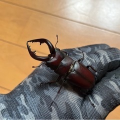 県内採取　ノコギリクワガタ62.3　ペアの画像