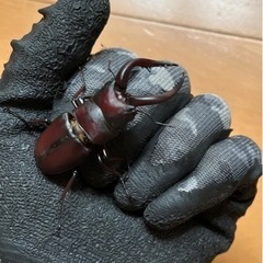 県内採取　ノコギリクワガタ62.3　ペアの画像