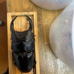 阿古谷オオクワガタペアの画像