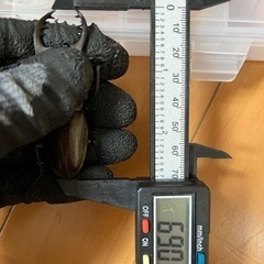 天然ミヤマクワガタ　ペア　オス69ミリ‼️今年最大❗️