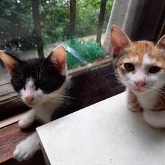 三毛猫ちゃんです。可愛がっていただける方お願いします