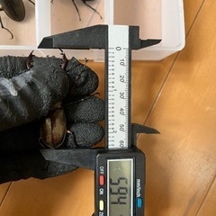 天然ミヤマクワガタ59.4ミリ　ペア‼️