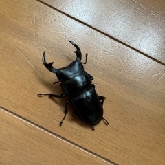 オオクワガタ　ペア